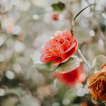 Demeure Du Canteloup * Ονφλέρ