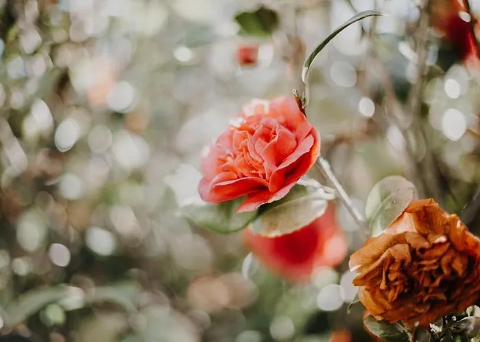 Demeure Du Canteloup * Honfleur