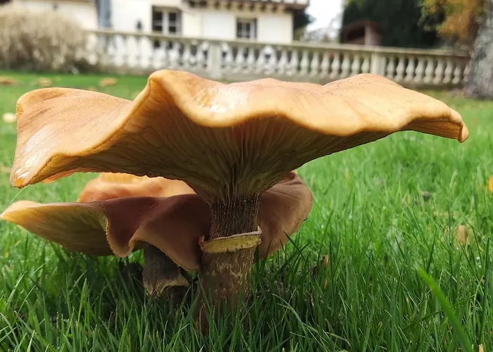 Demeure Du Canteloup 빌라 *